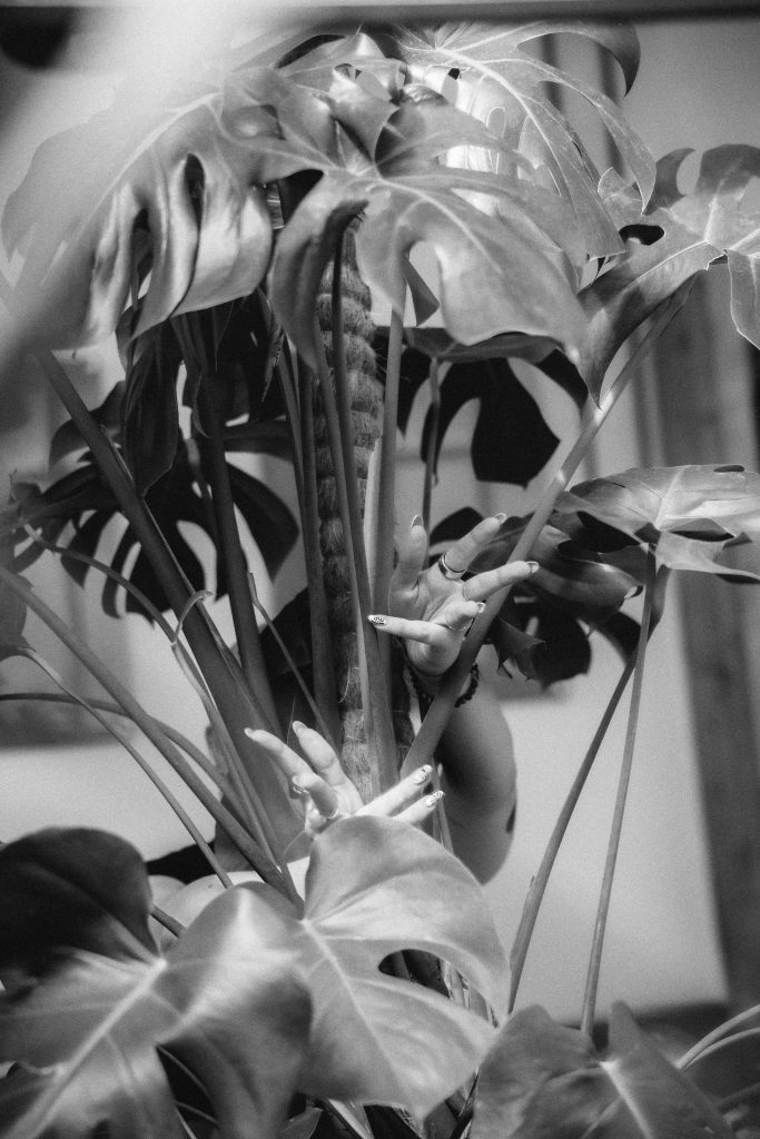 Hands reaching through a plant in a bright studio space.