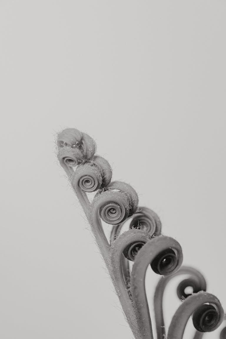 Artistic close-up of a fiddlehead fern in grayscale, showcasing its spiral patterns.