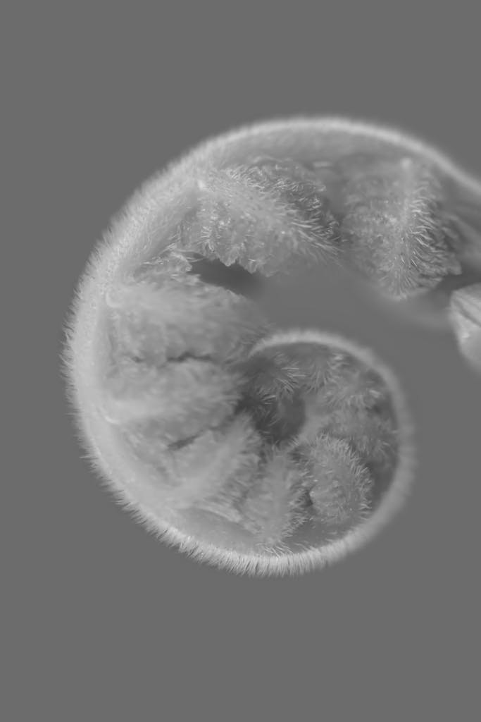 Close-up of a fiddlehead fern's natural spiral pattern in a monochrome palette.