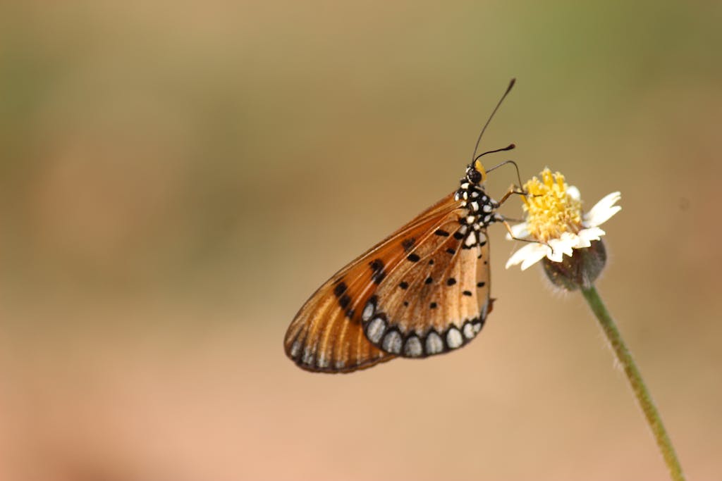 Close-up of a tawny coster butterfly pollinating a wildflower with a blurred background.