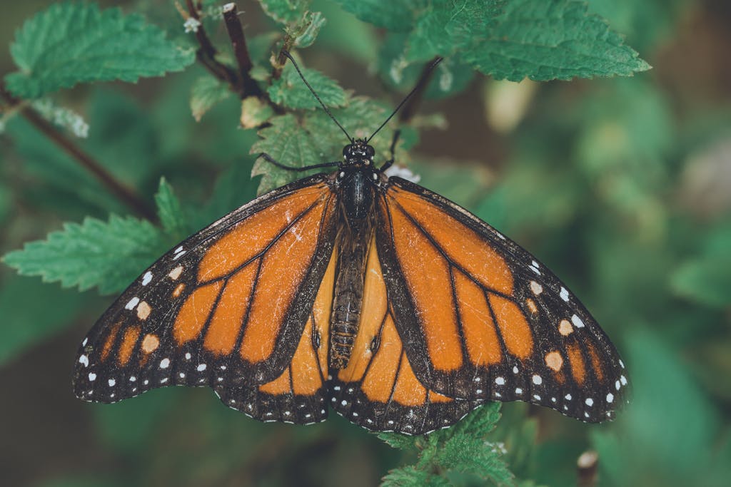 Close-up of a vibrant monarch butterfly resting on green leaves, showcasing its striking orange wings.