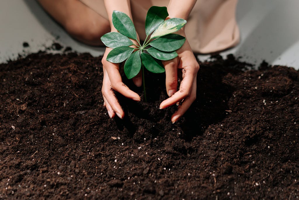 Hands gently planting a young sprout in fresh soil, symbolizing growth and care.